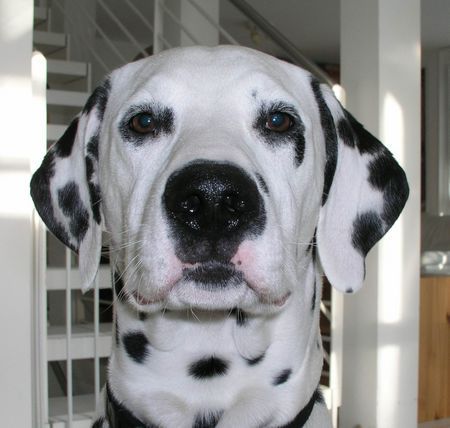 Dalmatiner Hunde Foto 27188 in höherer Auflösung ansehen Dalmatiner Enzo von der kleinen Rigi