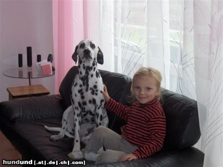 Dalmatiner Hunde Foto 15587 Dalmatiner Zwei Freunde