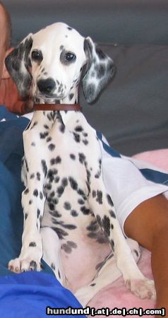 Dalmatiner Hunde Foto 5135 Dalmatiner Fufu aus Ksiaz Wielki/Polen
