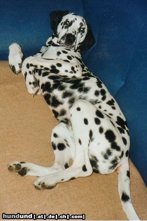 Dalmatiner Hunde Foto 3950 Dalmatiner Georgy 7 Moante alt
