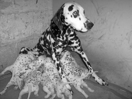 Dalmatiner Hunde Foto 33866 in höherer Auflösung ansehen Dalmatiner Mikey mit ihren hungrigen Mäulern!