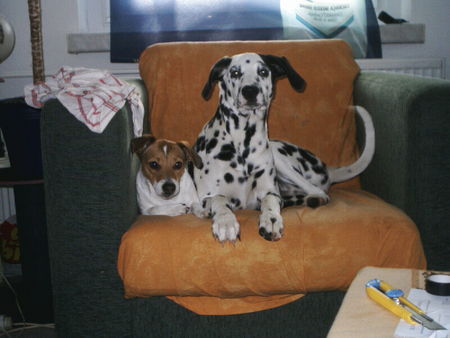 Dalmatiner Hunde Foto 28058 in höherer Auflösung ansehen Dalmatiner gino und freundin