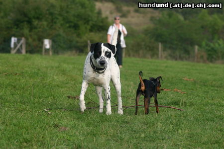Dalmatiner Hunde Foto 24869 in höherer Auflösung ansehen Dalmatiner Was willst du ?