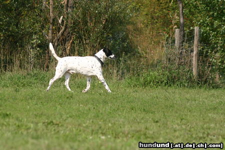 Dalmatiner Hunde Foto 24870 in höherer Auflösung ansehen Dalmatiner Da ist der Hase gelaufen !