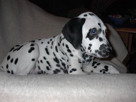 Dalmatiner Hunde Foto 2151 Dalmatiner unser pongo nummer 1