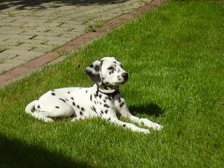 Dalmatiner Hunde Foto 37532 in höherer Auflösung ansehen Dalmatiner Yuna