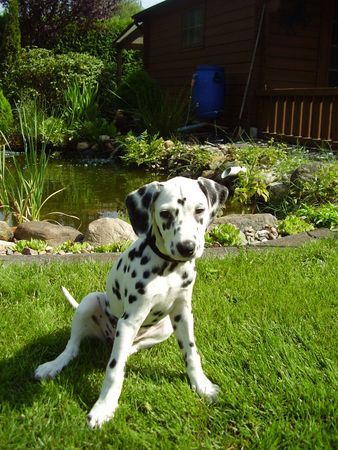 Dalmatiner Hunde Foto 37531 in höherer Auflösung ansehen Dalmatiner Yuna
