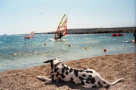Dalmatiner Hunde Foto 26784 in höherer Auflösung ansehen Dalmatiner Chico: Baywatch auf Karpathos