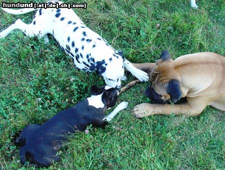 Dalmatiner Hunde Foto 26157 in höherer Auflösung ansehen Dalmatiner Wichtige Beratung