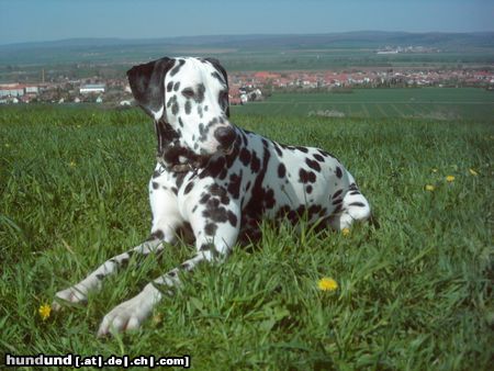 Dalmatiner Hunde Foto 21863 Dalmatiner Lucky über seiner Heimatstadt