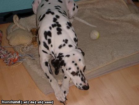 Dalmatiner Hunde Foto 7125 Dalmatiner Der Beste Lucky wo gibt ;o)