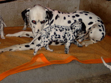 Dalmatiner Hunde Foto 33867 in höherer Auflösung ansehen Dalmatiner ... mein großer Bruder.