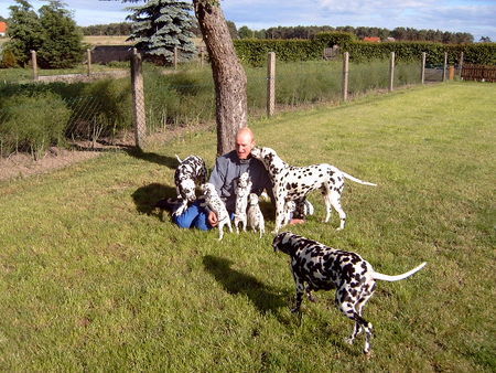Dalmatiner Hunde Foto 33868 in höherer Auflösung ansehen Dalmatiner zu drollig die süßen!