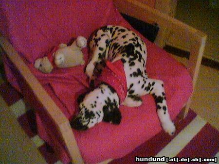 Dalmatiner Hunde Foto 17981 in höherer Auflösung ansehen Dalmatiner Max von der Knatter und sein Lieblingsplatz