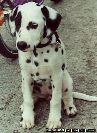 Dalmatiner Hunde Foto 21263 in höherer Auflösung ansehen Dalmatiner Mona