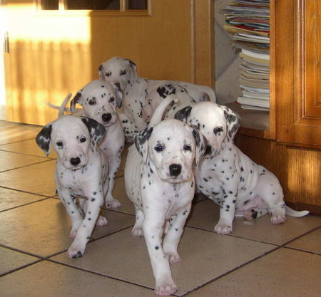 Dalmatiner Hunde Foto 35024 Dalmatiner Unser Nachwuchs