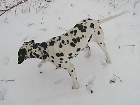 Dalmatiner Hunde Foto 2127 Dalmatiner Carry beim Gassi