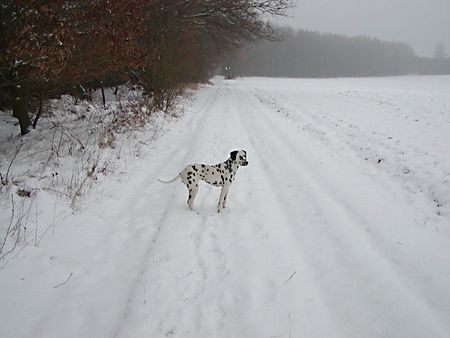 Dalmatiner Hunde Foto 2128 Dalmatiner WAs guckst du