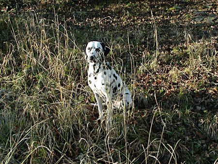 Dalmatiner Hunde Foto 1926 Dalmatiner Carry