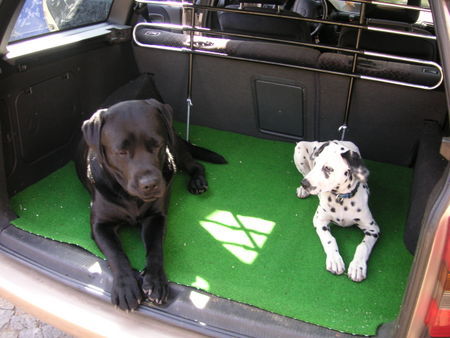 Dalmatiner Hunde Foto 30916 in höherer Auflösung ansehen Dalmatiner Fanta mit ihrem Freund