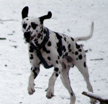 Dalmatiner Hunde Foto 27859 in höherer Auflösung ansehen Dalmatiner Franco von Arabians Stud - 8 1/2 Monate