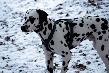 Dalmatiner Hunde Foto 27865 in höherer Auflösung ansehen Dalmatiner Franco von Arabians Stud - 8 1/2 Monate