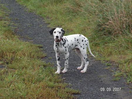 Dalmatiner Hunde Foto 39795 in höherer Auflösung ansehen Dalmatiner