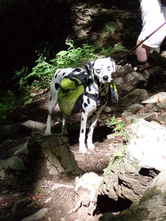 Dalmatiner Yuna auf dem E5 auf dem Weg zur Kemptner Hütte mit eigenem Gepäck