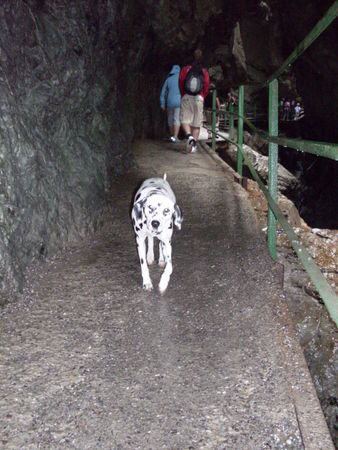 Dalmatiner Yuna, frei im Breitachklamm