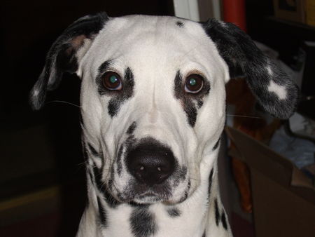 Dalmatiner Hunde Foto 30573 in höherer Auflösung ansehen Dalmatiner Fanta, 1 Jahr alt