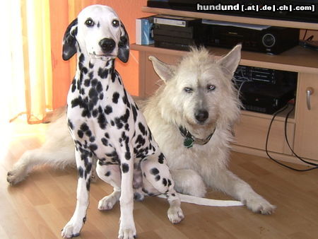 Dalmatiner Hunde Foto 25354 Dalmatiner Simba (Dalmatiner) und Benny (Berger Picard)