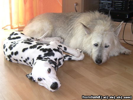 Dalmatiner Hunde Foto 25355 Dalmatiner Simba (Dalmatiner) und Benny (Berger Picard)