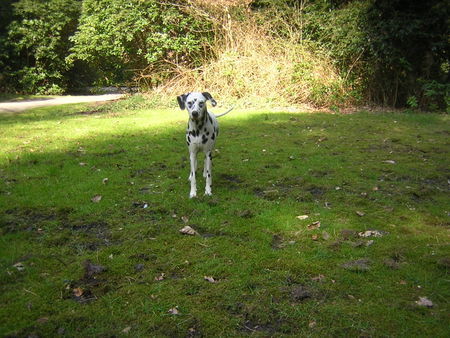 Dalmatiner Hunde Foto 40713 Dalmatiner