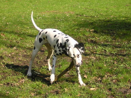 Dalmatiner Hunde Foto 40714 Dalmatiner \