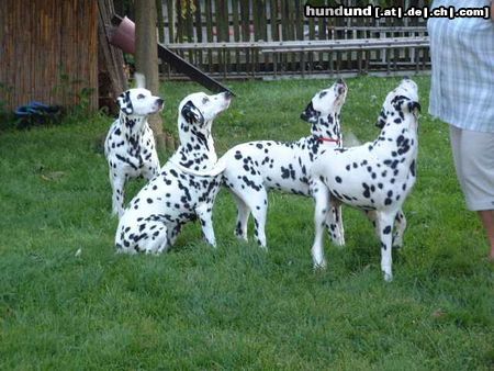 Dalmatiner Hunde Foto 5502 Dalmatiner Foxi,Ina,Lady und Polly vom Roßbach