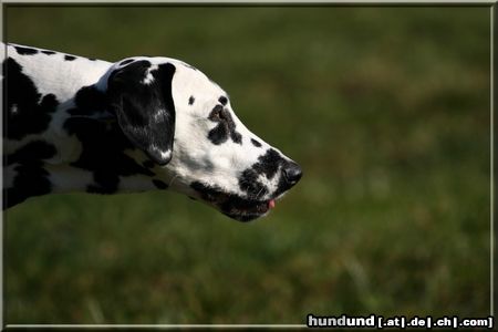 Dalmatiner Hunde Foto 44230 in höherer Auflösung ansehen Dalmatiner Bella vom Sittenbachtal