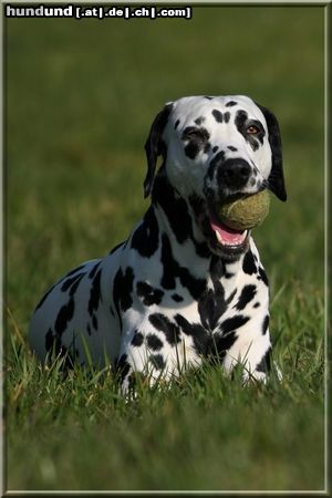 Dalmatiner Hunde Foto 44231 in höherer Auflösung ansehen Dalmatiner Bella vom Sittenbachtal
