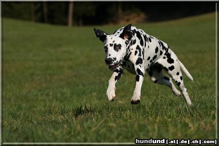 Dalmatiner Hunde Foto 44233 in höherer Auflösung ansehen Dalmatiner Bella vom Sittenbachtal