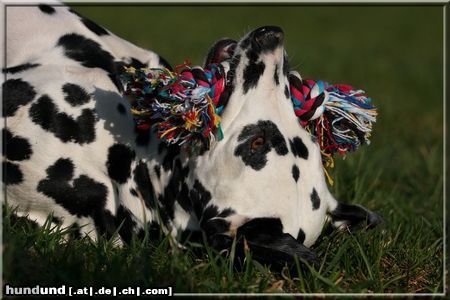 Dalmatiner Bella vom Sittenbachtal