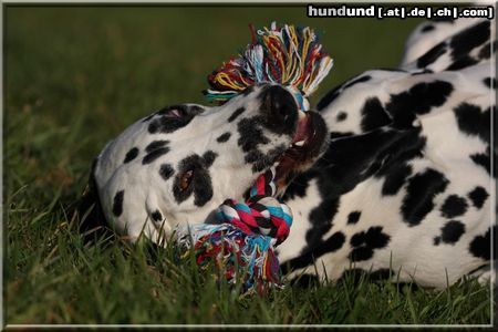 Dalmatiner Hunde Foto 44235 in höherer Auflösung ansehen Dalmatiner Bella vom Sittenbachtal