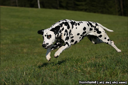 Dalmatiner Hunde Foto 44236 in höherer Auflösung ansehen Dalmatiner Bella vom Sittenbachtal