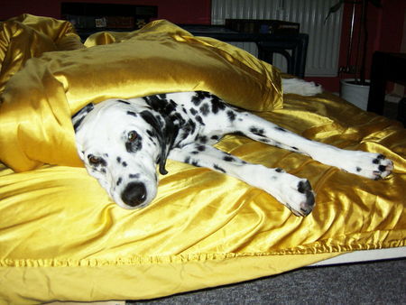 Dalmatiner Hunde Foto 32099 in höherer Auflösung ansehen Dalmatiner