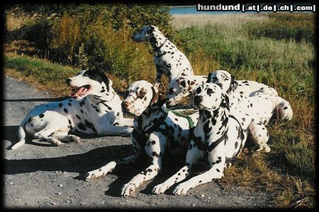 Dalmatiner Hunde Foto 17173 in höherer Auflösung ansehen Dalmatiner kleine Dalmatinerwanderung