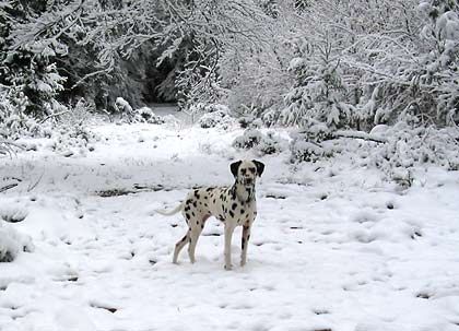 Dalmatiner Carrie im Schnee