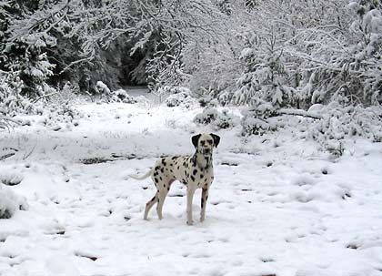 Dalmatiner Hunde Foto 1910 Dalmatiner Carrie im Schnee