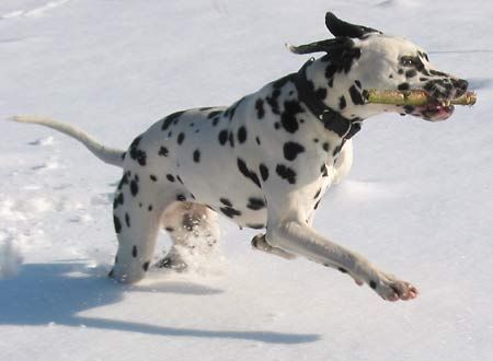 Dalmatiner Hunde Foto 2234 Dalmatiner Carrie im Schnee