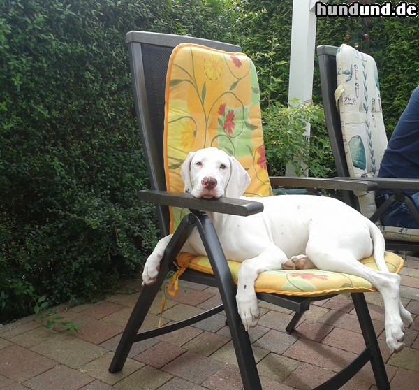 Dalmatiner Hunde Foto 47217 Dalmatiner unser Baby auf 4 Pfoten- Amy- sieht sehr bequem aus :-)