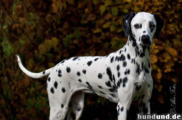 Dalmatiner Hunde Foto 47266 Dalmatiner Dalmatiner Masca, 8 Monate alt