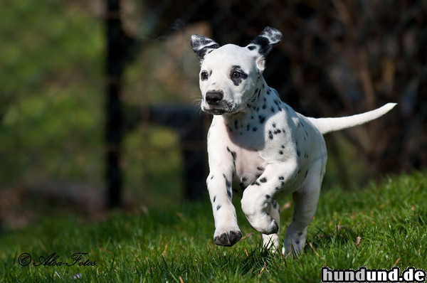 Dalmatiner Hunde Foto 47265 Dalmatiner Masca, 6 Wochen alt