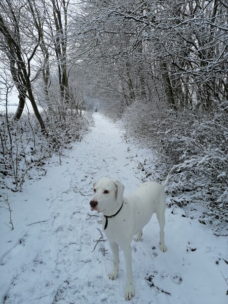 Dalmatiner Hunde Foto 47773 Dalmatiner Unsere Amy mag es im Schnee zu schnuffeln.